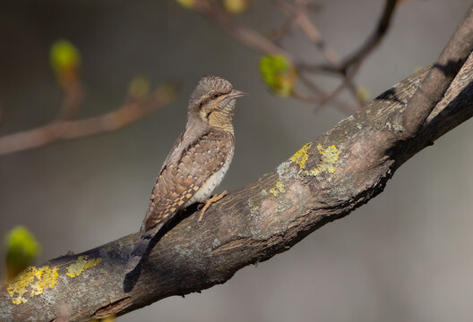 Eurasian Wryneck  - in spring at the garden