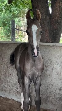 Cute Horse Foal with Unique Curled Ears
