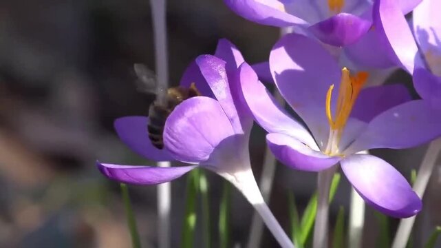 Real honeybee pollinating purple crocus flowers closeup, bee hovering and collecting nectar, authentic macro nature