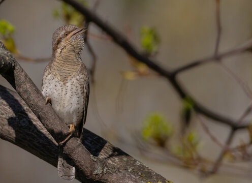Eurasian Wryneck  - in spring at the garden