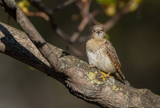 Eurasian Wryneck  - in spring at the garden