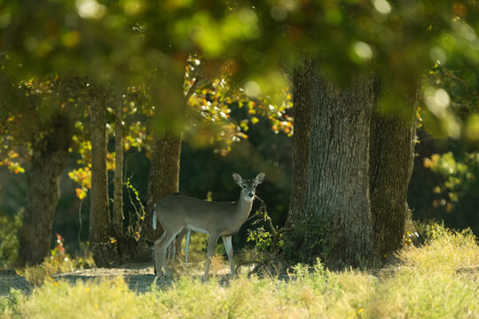 White-tailed deer doe under oak trees in a Texas field during the fall season in nature