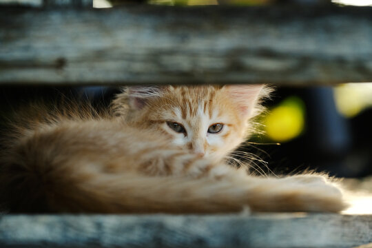 Long-haired yellow kitten closeup outdoors