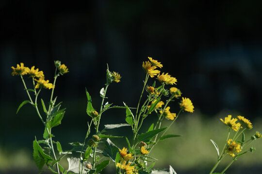 Yellow Cowpen Daisy Wildflowers Blooming in Natural Sunlight