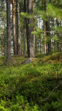 Aerial View of the Forest in Finland. Beautiful nature of Finland.