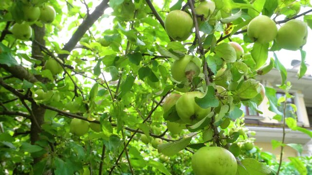 Green apples on tree branches. Young apples among green leaves in a summer garden. Fruit growing on the tree. Apple orchard.