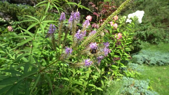 Veronicastrum virginicum blooming in the garden. Bees and bumblebees pollinating purple spike flowers. Flowering plant close-up, summer video.