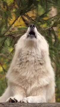 Stunning White Arctic Wolf Howling in a Forest
