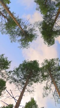 Bottom view of pine trees swaying in a strong wind.