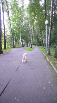A walk with a dog along a park alley. A small white dog on a leash walks along an asphalt path. Birch alley with street lights.