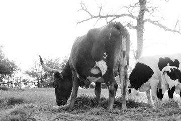 Texas Longhorn cow with cattle in a rural farm field in a black and white scene © ccestep8
