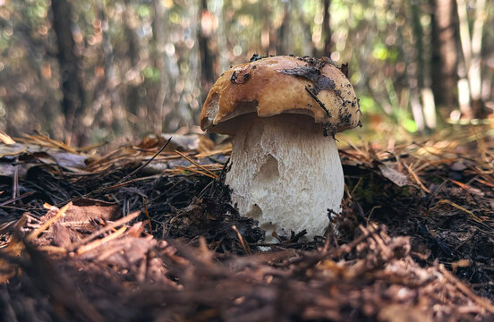 Picking mushrooms in the forest. Selective focus.