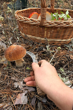 Picking mushrooms in the forest. Selective focus.