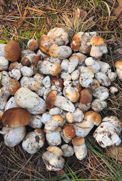 Picking mushrooms in the forest. Selective focus.