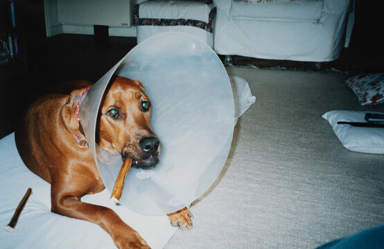 Dog Wearing Elizabethan Cone Chews A Treat During Recovery at home