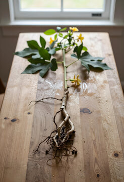 Botanical research and plant biology, uprooted plant with exposed roots and yellow flowers on a rustic wooden table for sustainable agriculture study