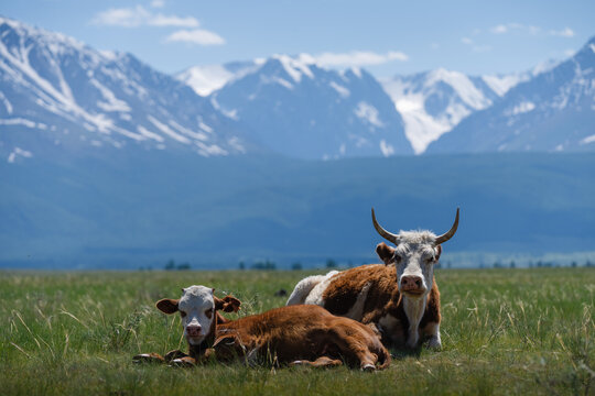 Cattle Resting in Mountain Pasture