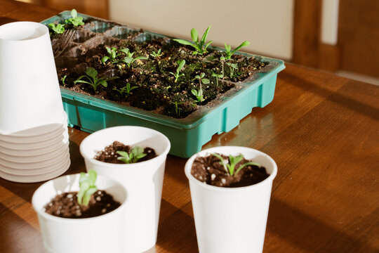 Seedlings in Cups and Tray