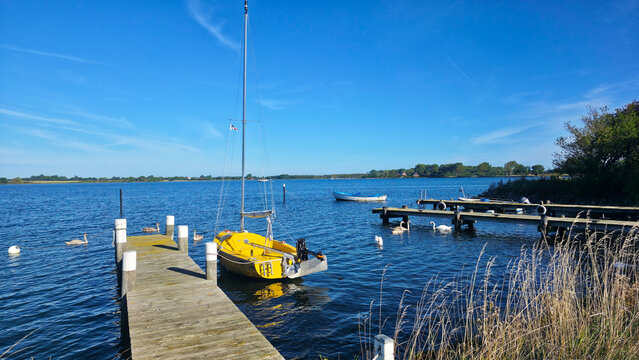 Schw&auml;ne auf der Schlei