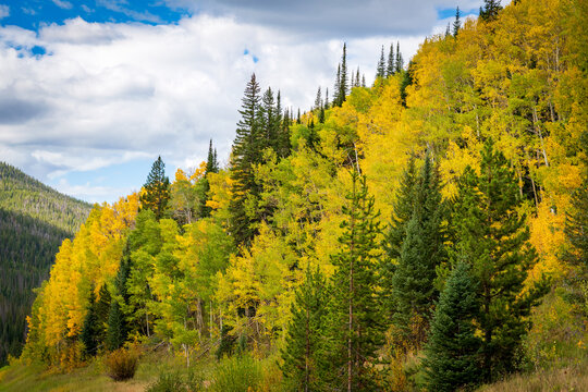 Fall colors in Colorado