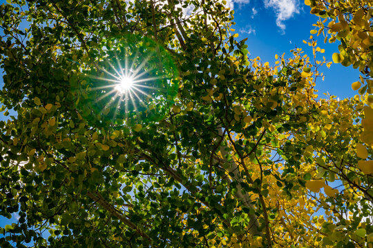 Fall colors in Colorado