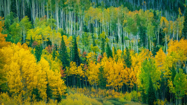 Fall colors in Colorado