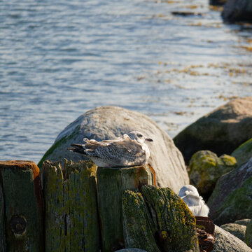 Schlei