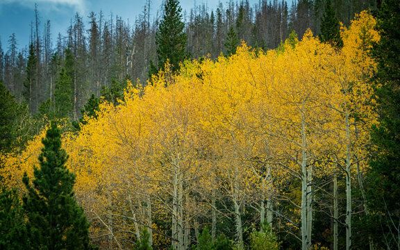 Fall colors in Colorado