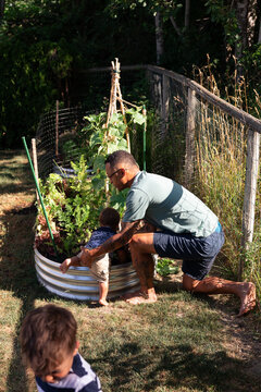 Father helping toddler explore vegetable garden on sunny afternoon