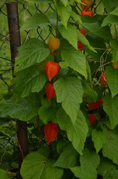 physalis