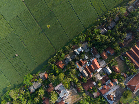 Aerial View of Rice Fields Meeting Village