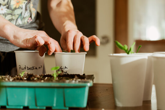 Hands Transplanting Rudbeckia Seedlings