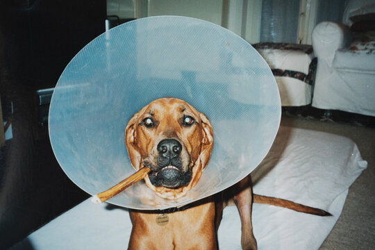 Funny dog wears an e-collar and looks like smoking a cigar