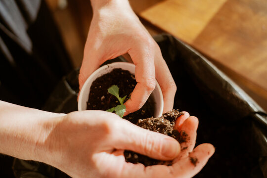 Potting a Young Seedling