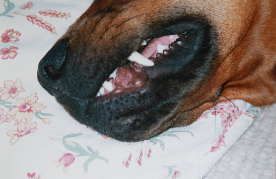 White fang coming out of dog&rsquo;s lip, close up