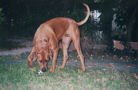 Rhodesian ridgeback dog wagging tail while playing with a ball