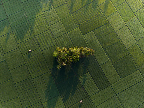 Aerial Top Down View of Palm Trees Amid Rice Paddies