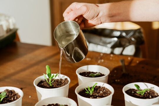 Watering Seedlings in White Pots