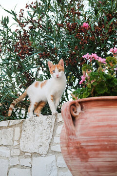 Cat Standing on Wall Near Flowers and Bushes