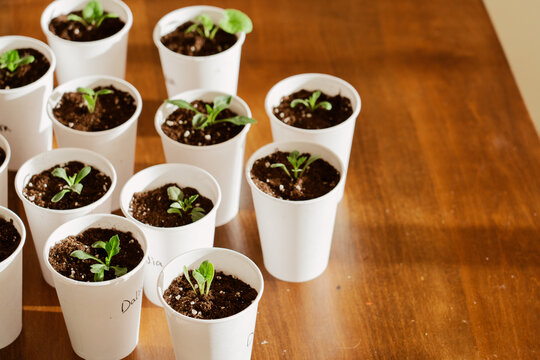 Seedlings Sprouting in White Cups
