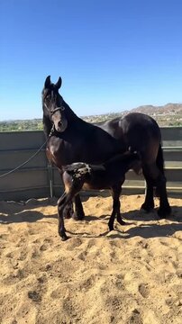A beautiful black mare with her spotted foal in a sandy paddock