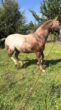 Beautiful Palomino Horse Walking in a Sunny Meadow