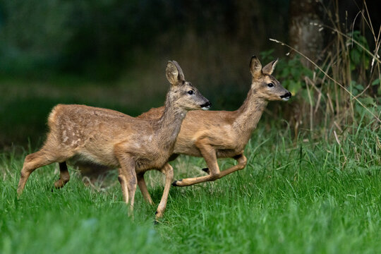 Two Roe Deer in Woodland, East Neuk of Fife, Scotland