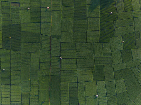 Aerial Top Down View Of Rice Paddies