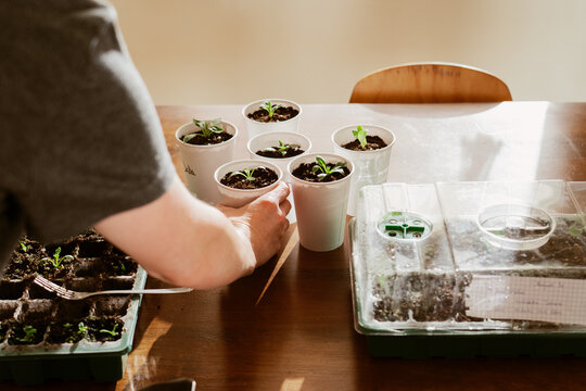 Arranging Seedling Cups Indoors