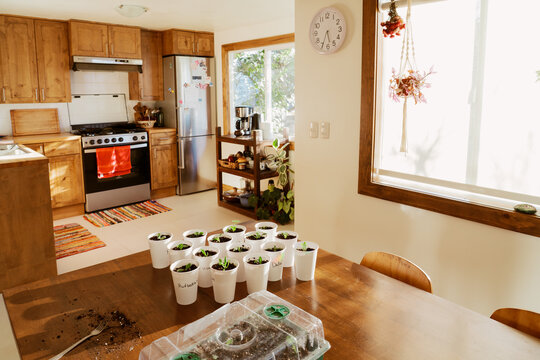 Seedling Cups on Kitchen Table
