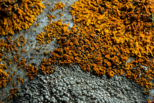 Orange Lichens Macro