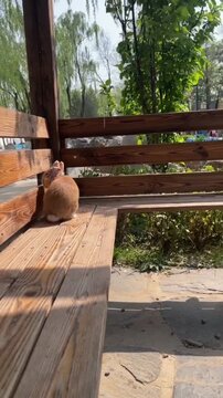 Cute bunny wearing a neck bandana sitting on a wooden park bench