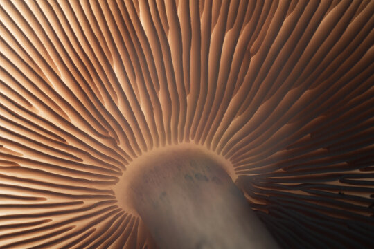 Mushroom gills backlit