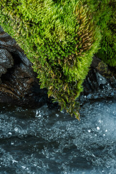 Moss patch in river water